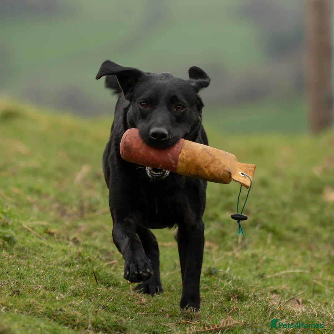 Labrador Retriever dogs for stud: KC Black Lab Stud Astraglen - Fully Health Tested in Corwen - Advert 8