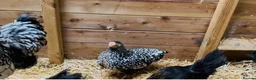Chickens poultry for sale: Chicks and chickens available  in Stoke-on-Trent - Advert 2
