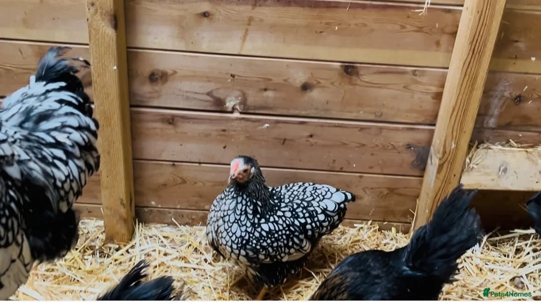 Chickens poultry for sale: Chicks and chickens available  in Stoke-on-Trent - Advert 2