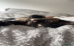 Bengal cats for sale: Marbles - Image 3