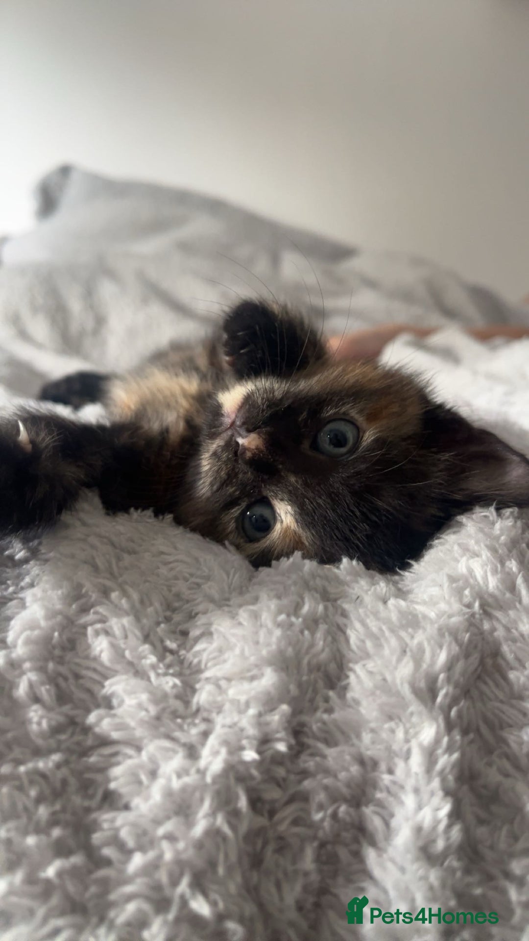 Bengal cats for sale: Marbles - Image 3