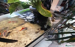 Fancy Goldfish fish for sale: Orienmetal gold fish  - Image 3