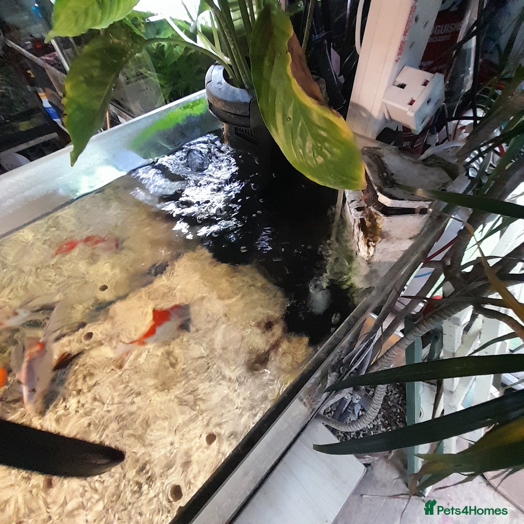 Fancy Goldfish fish for sale: Orienmetal gold fish  - Image 3
