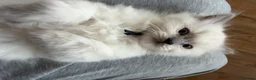 Ragdoll cats for sale: 4 Gorgeous Kittens Looking for Loving Homes 🐱 - Advert 8