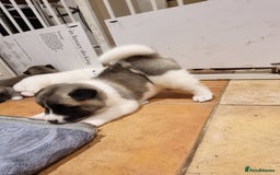 Akita dogs for sale: Akita puppies ready 7th December - Advert 11