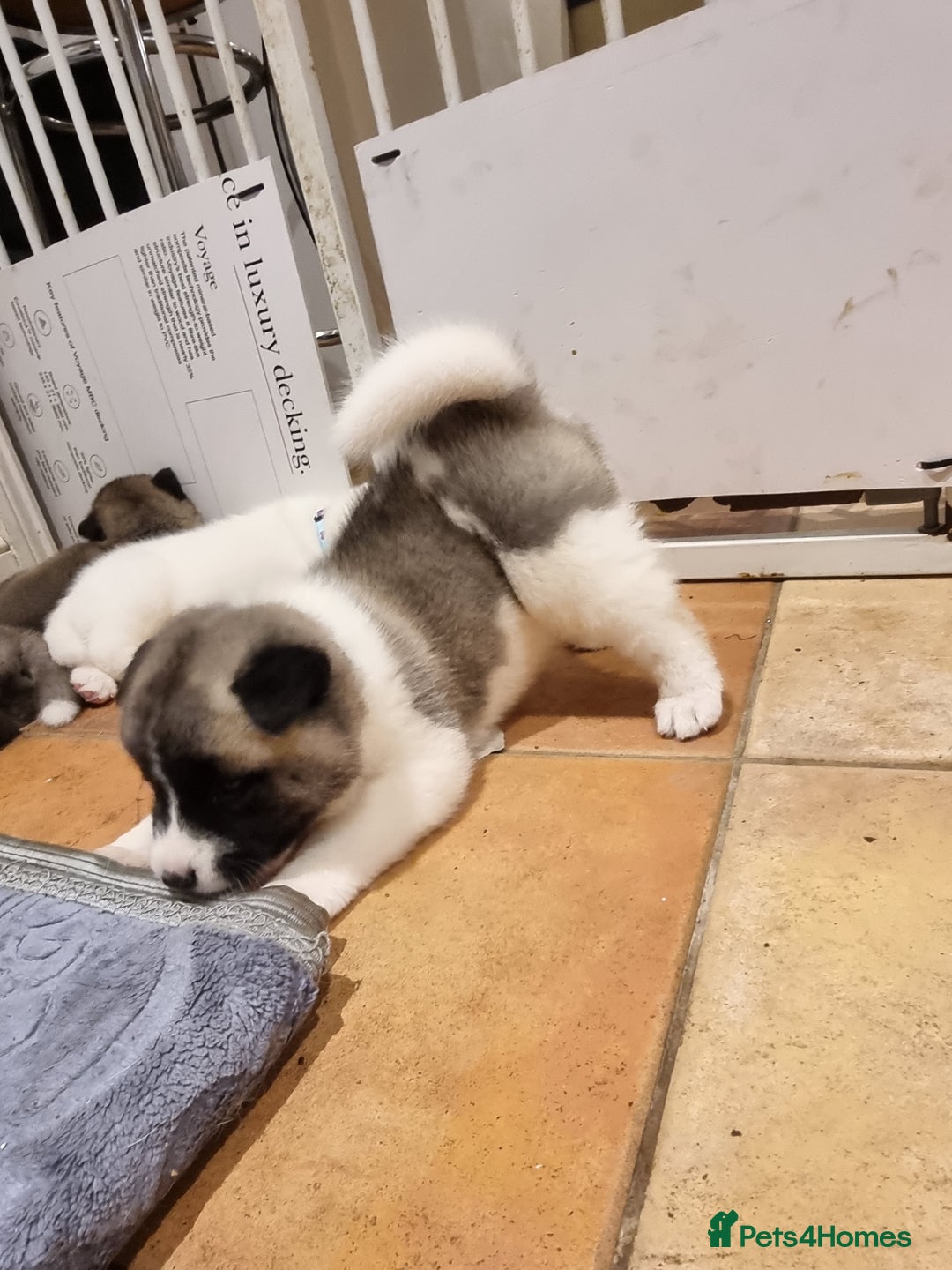 Akita dogs for sale: Akita puppies ready 7th December - Advert 11