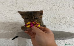 Bengal cats for sale: Male bengal kitten  - Image 7