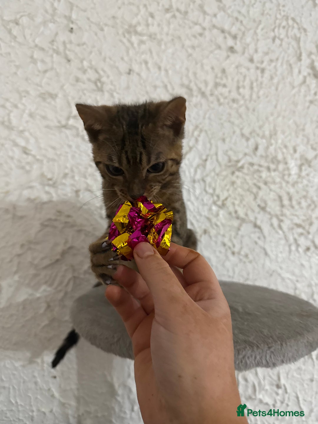 Bengal cats for sale: Male bengal kitten  - Image 7