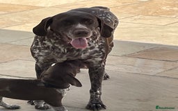 German Shorthaired Pointer dogs for sale: German shorthaired pointer boys and girls  - Image 20