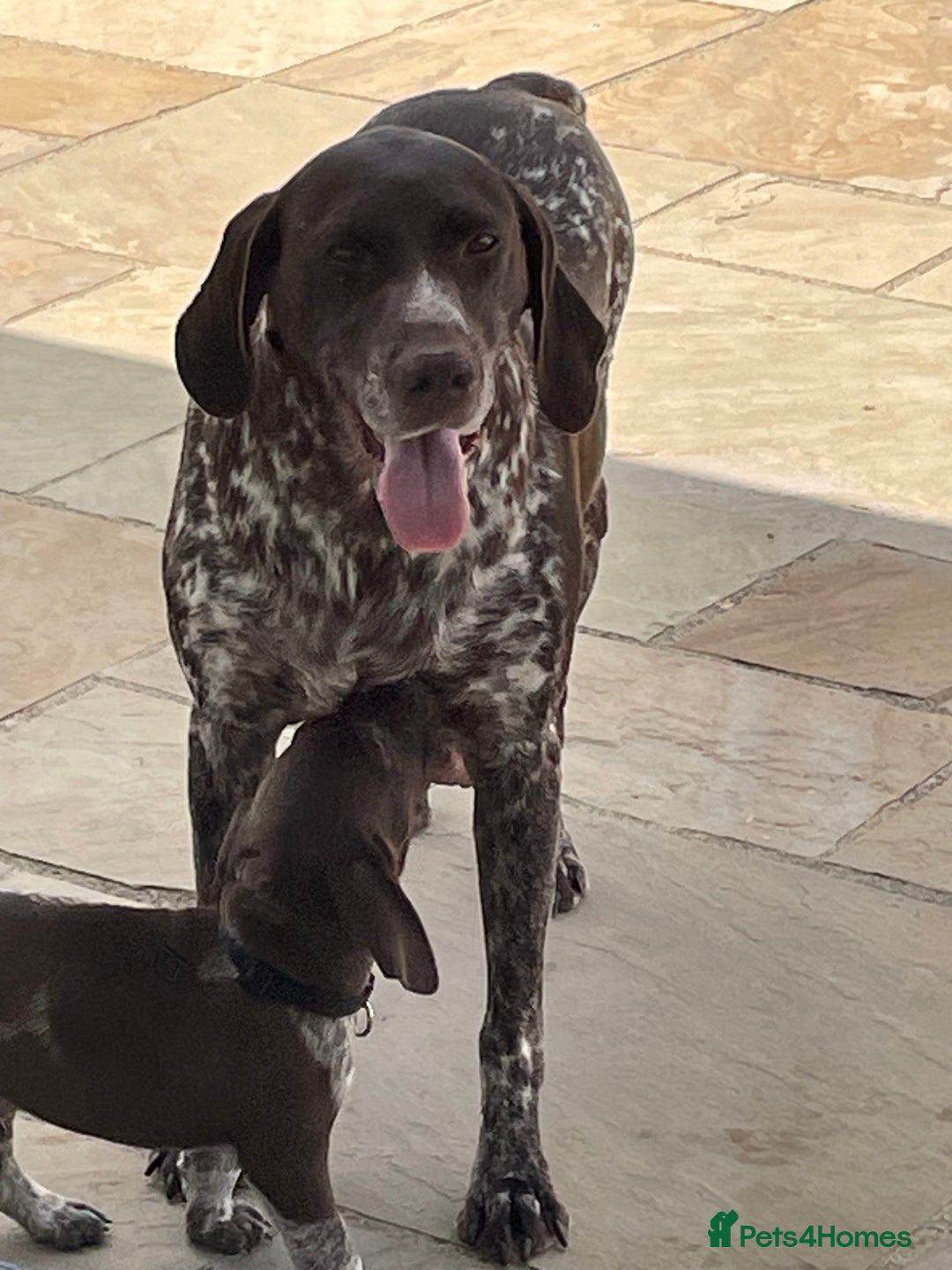 German Shorthaired Pointer dogs for sale: German shorthaired pointer boys and girls  - Image 20