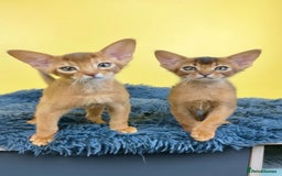 Abyssinian cats for sale: Raised with Love Abyssinian Kittens - Image 4
