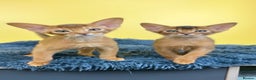 Abyssinian cats for sale: Raised with Love Abyssinian Kittens - Advert 8
