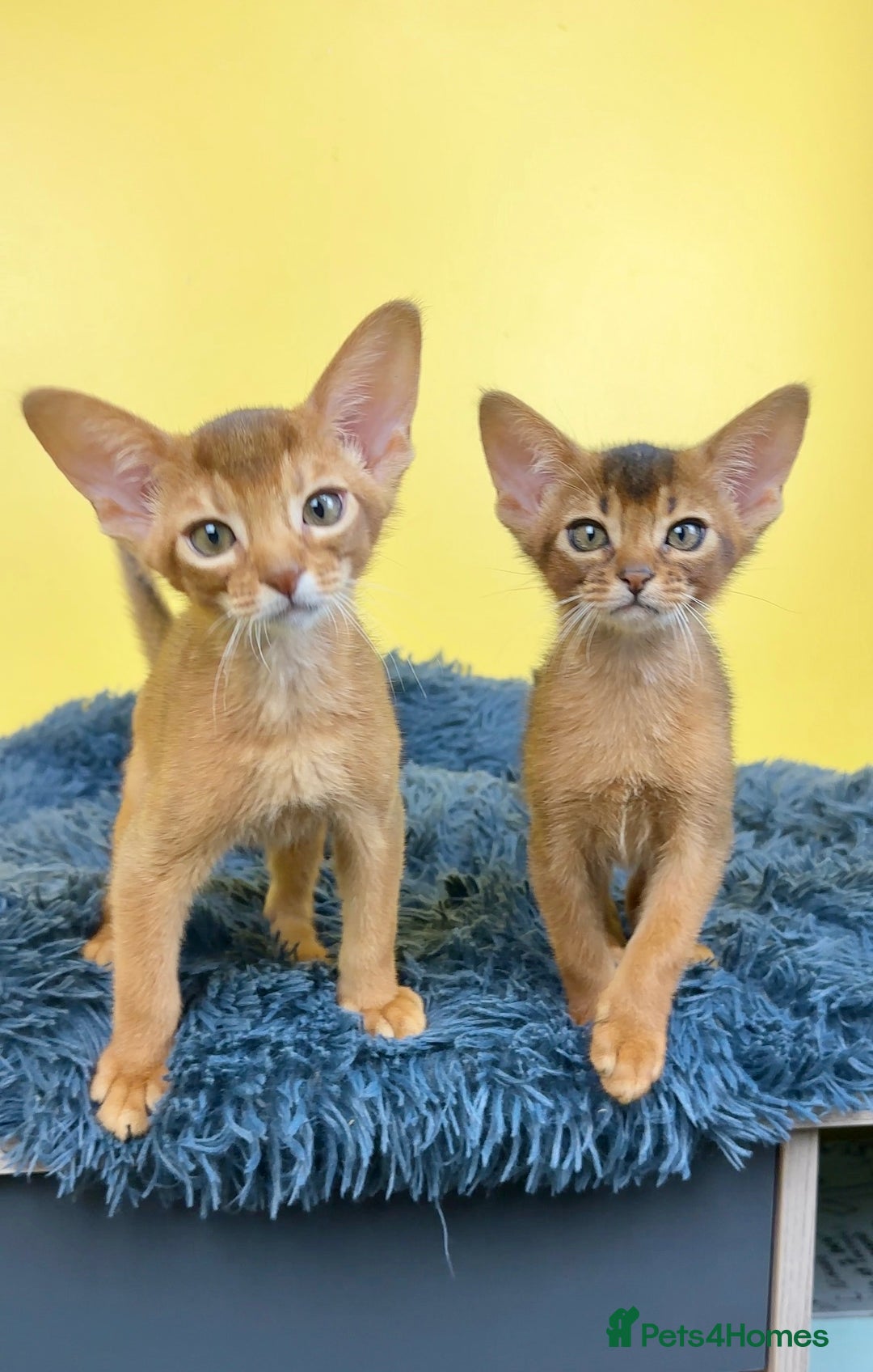 Abyssinian cats for sale: Raised with Love Abyssinian Kittens - Image 4