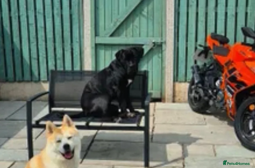 Mixed Breed dogs for sale: Cane Corso x Akita Husky Puppy - Advert 2