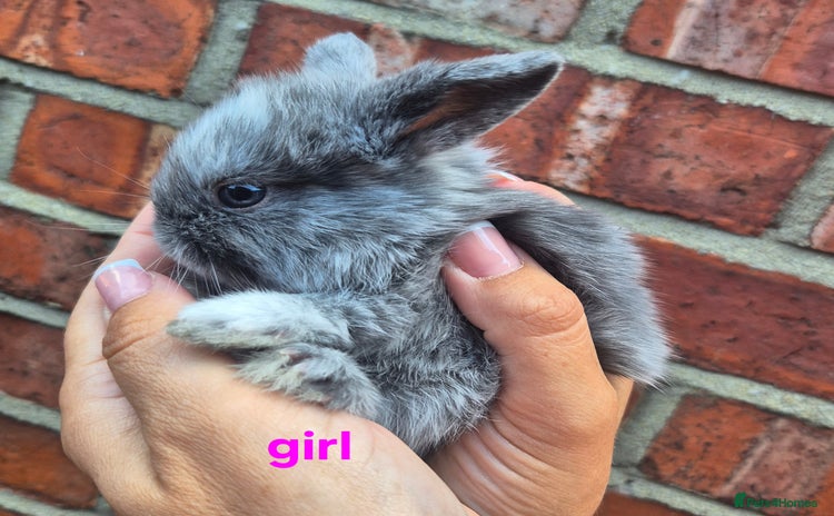 Mixed Breed rabbits - Advert 4
