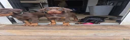 Dobermann dogs for sale: Ready to leave, 8 week old Pedigree Doberman Pup - Advert 13