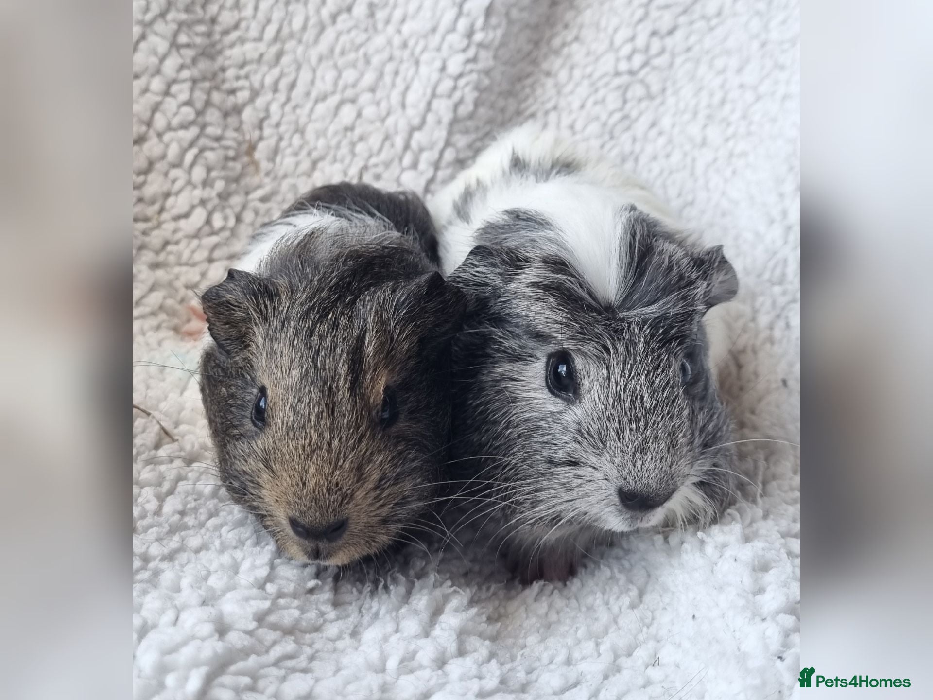 Guinea Pig rodents Adorable baby guineas - Advert 1