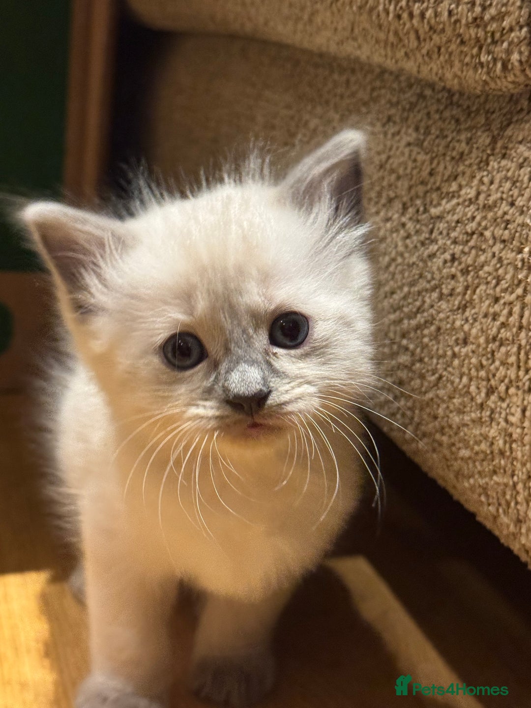 Ragdoll cats for sale: Adorable Ragdoll X Snow Bengal Kittens - Advert 15