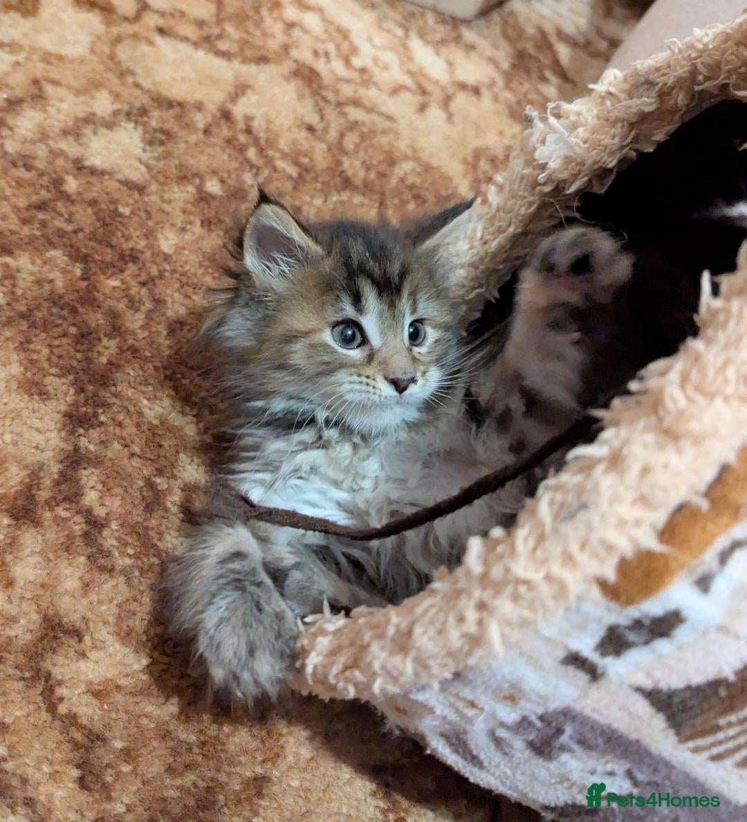 Maine Coon cats for sale: 🎄3 Purebred Maine Coon Girls – Ready 23 Dec 🎄 - Advert 10