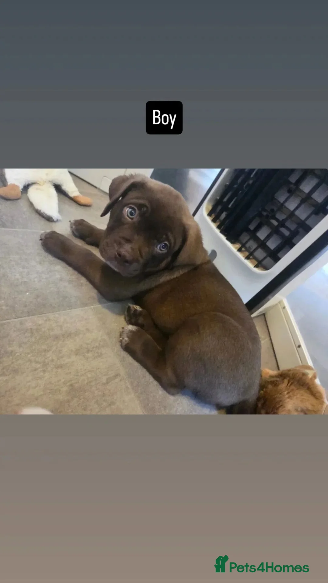 Mixed Breed dogs for sale: Beautiful Puppies For Sale!!! - Advert 2