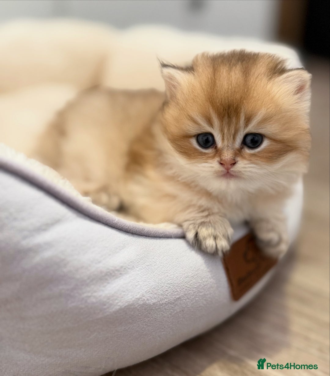 British Longhair cats for sale:  🌟Last British Longhair kitten available🌟 - Image 2