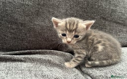 Bengal cats for sale: Russian Blue Bengal Kittens - Image 30