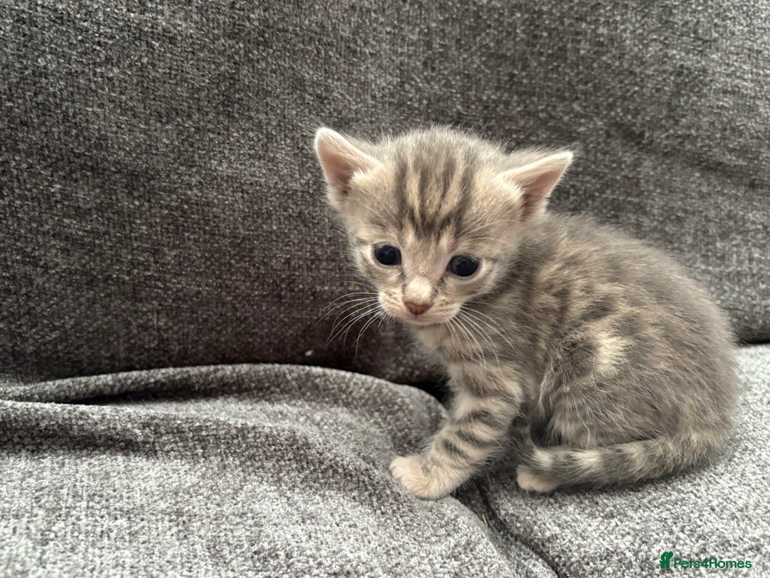 Bengal cats for sale: Russian Blue Bengal Kittens - Image 30