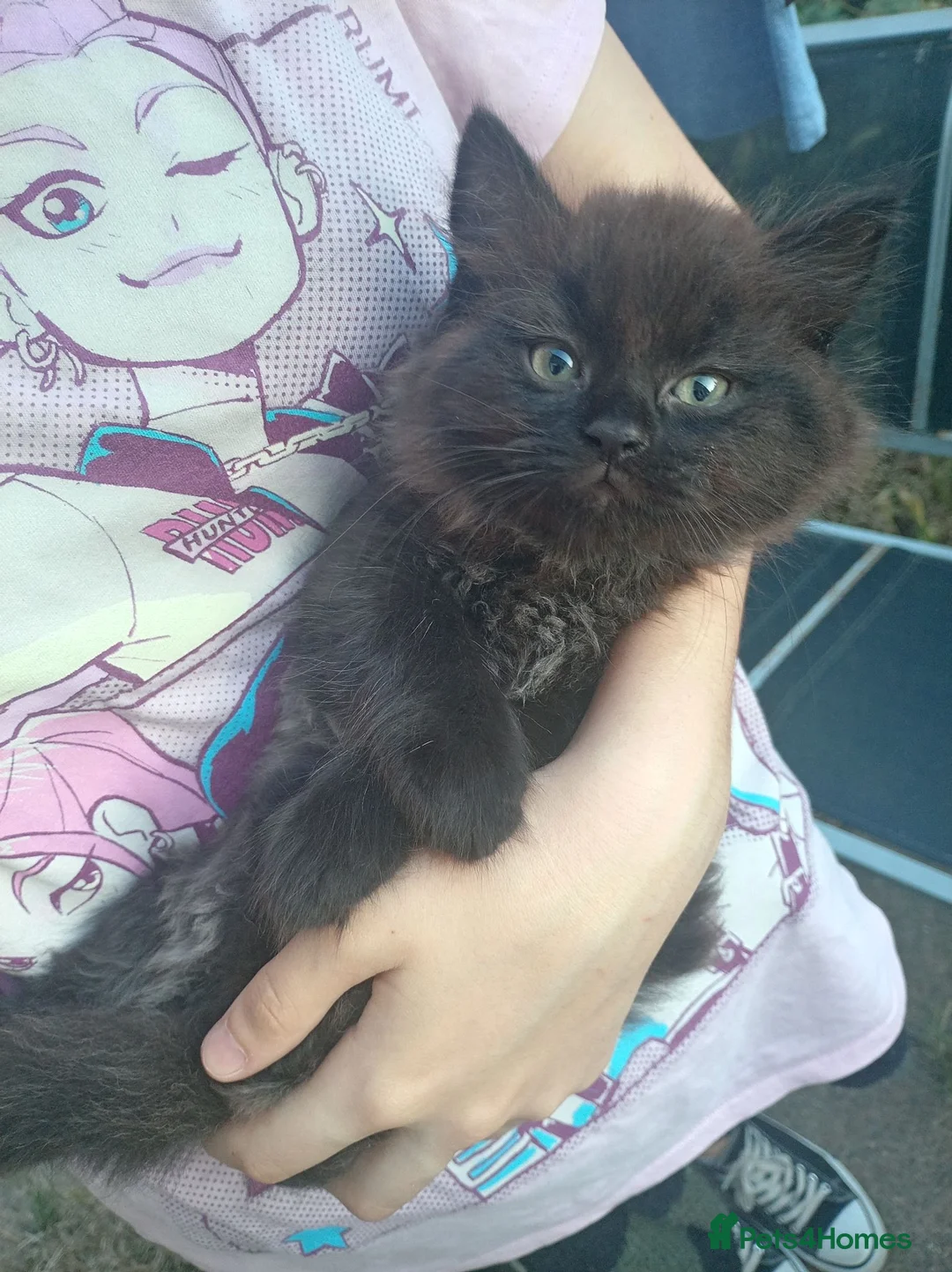 Mixed Breed cats for sale: Gorgeous Chonky Floofy Smoky Boy - Advert 2