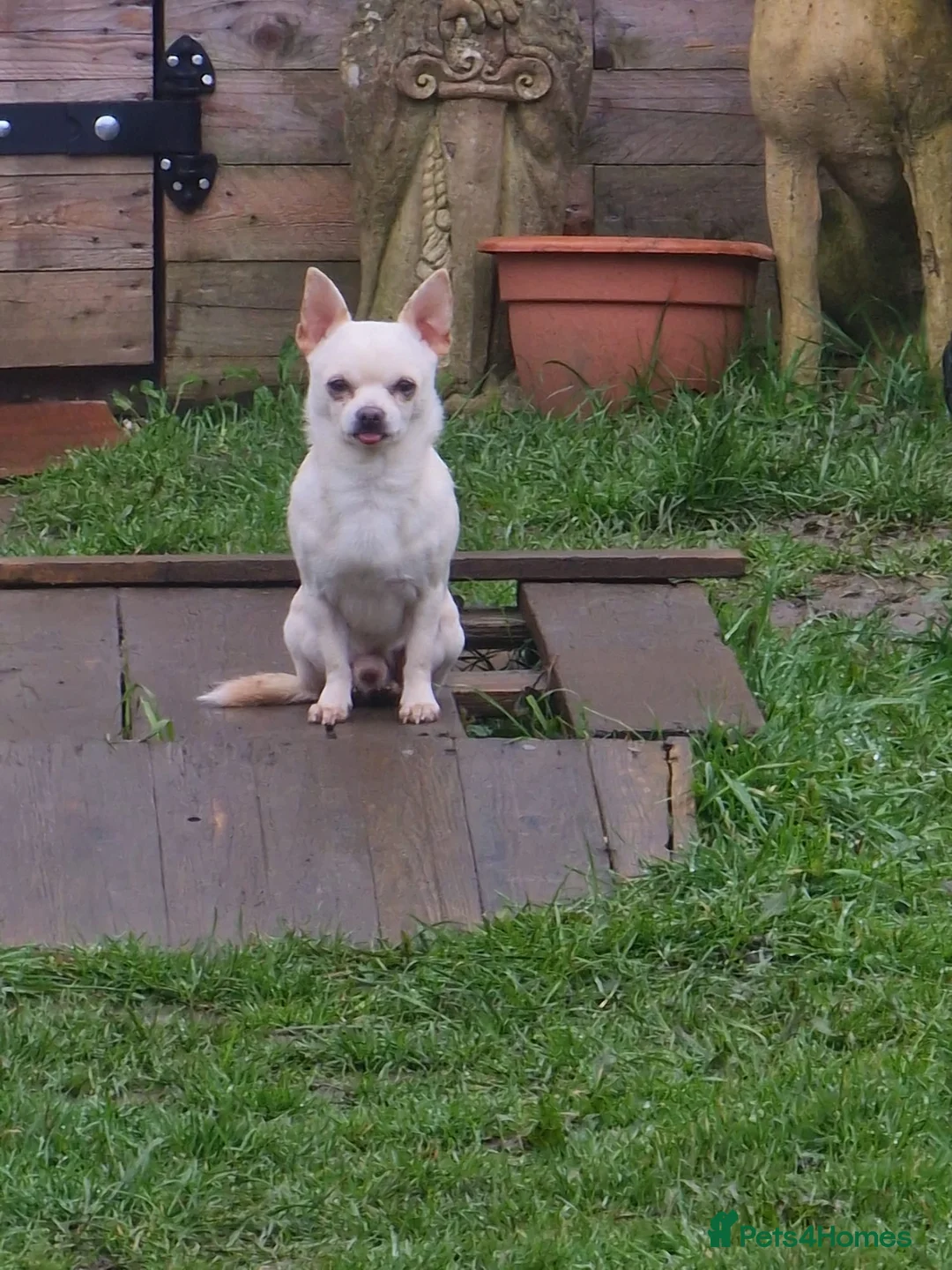 Mixed Breed dogs for sale: Jack Russel X Chihuahua Puppies  - Advert 8