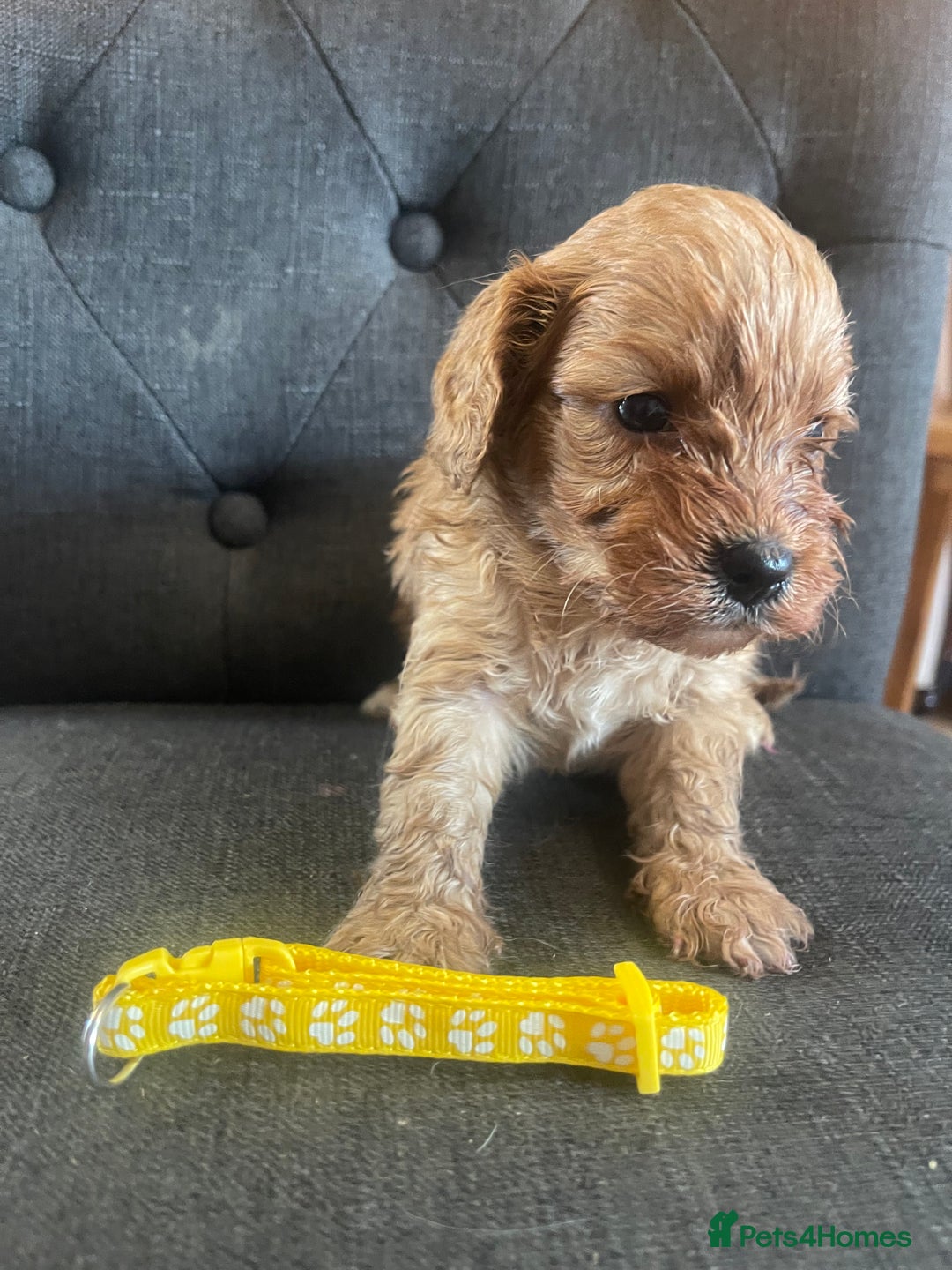 Cavapoo dogs for sale: Adorable toy Cavapoo pups apricot or fox red  - Image 19