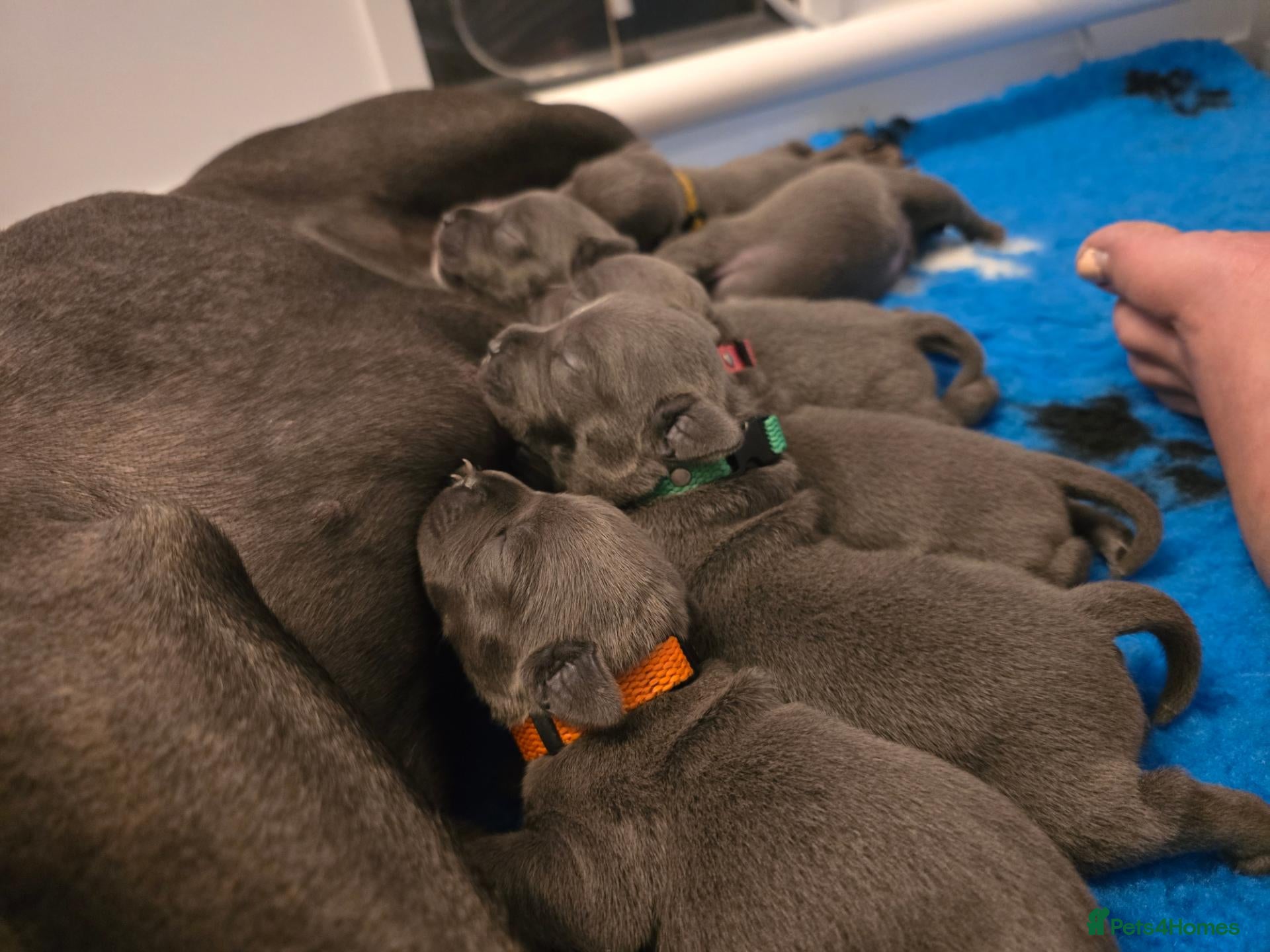 Staffordshire Bull Terrier dogs for sale: 🔥 Blue Staffie Pups 🐾 3 Girls & 1 Boy Available - Advert 1