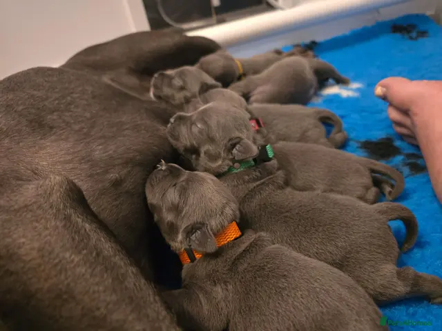 Staffordshire Bull Terrier dogs for sale: 🔥 Blue Staffie Pups 🐾 3 Girls & 1 Boy Available - Advert 1