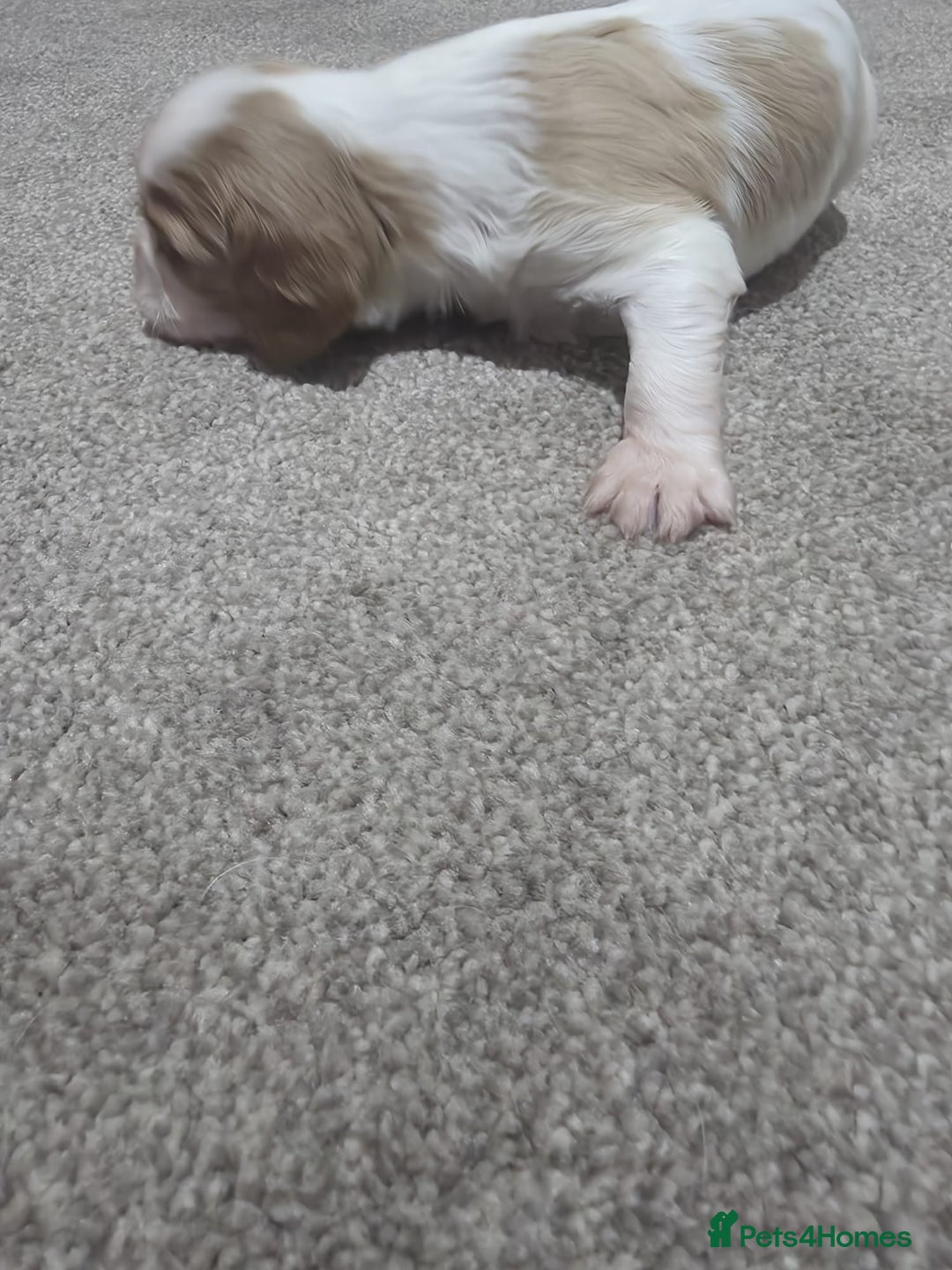 Cavalier King Charles Spaniel dogs for sale: Cavalier king charles puppies  - Advert 7