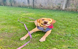 Labrador Retriever dogs for sale: 9 Month Old Fox Red & Yellow Cross Labrador - Image 5