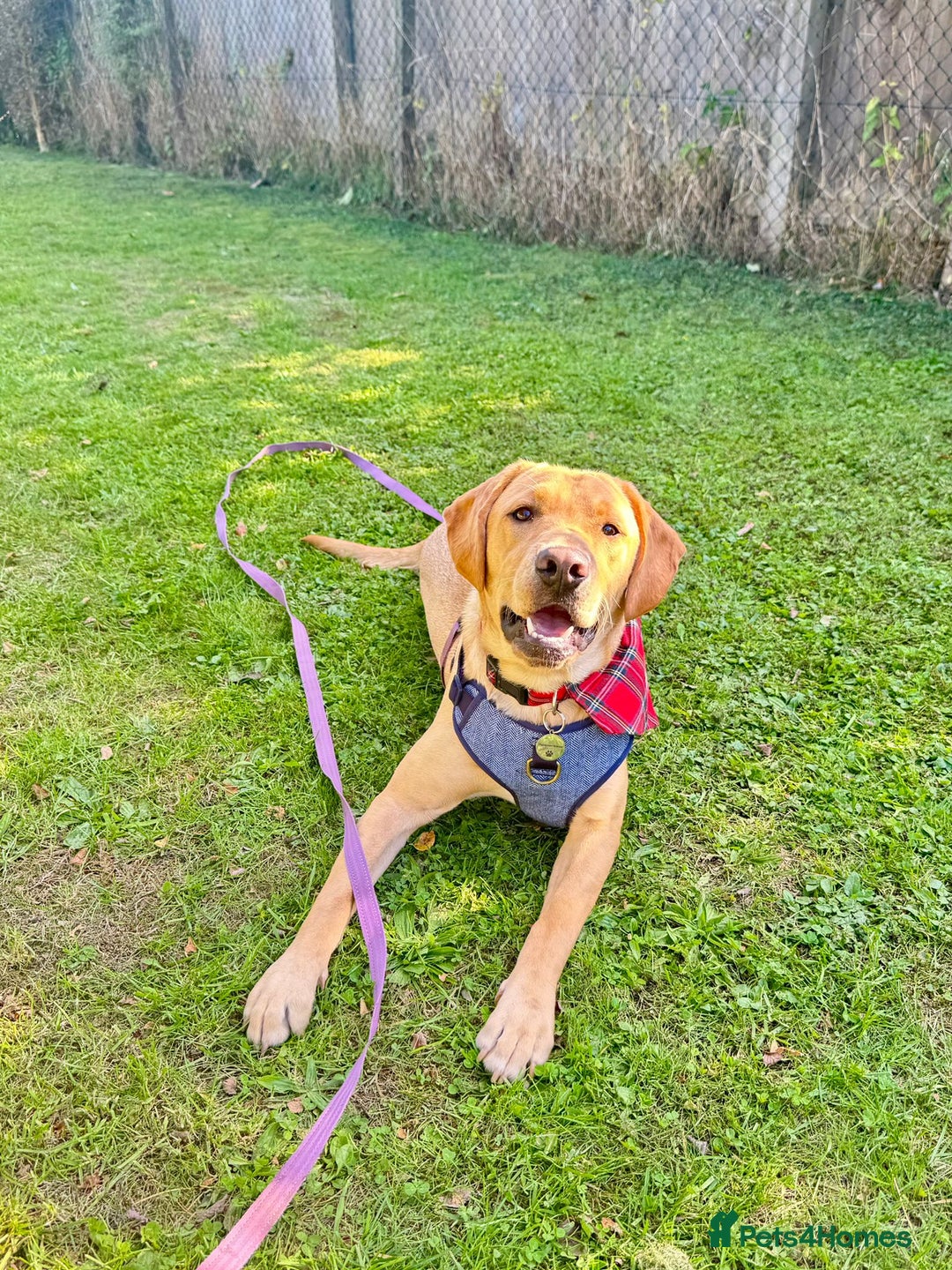 Labrador Retriever dogs for sale: 9 Month Old Fox Red & Yellow Cross Labrador - Image 5