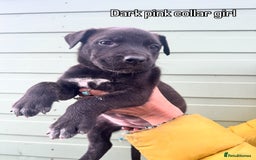 Mixed Breed dogs for sale: Stunning bullherder pups  - Image 7