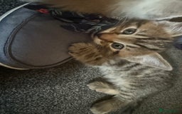 Mixed Breed cats for sale: Beautiful kittens - Image 7