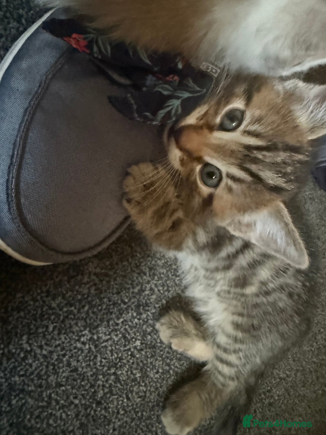 Mixed Breed cats for sale: Beautiful kittens - Image 7