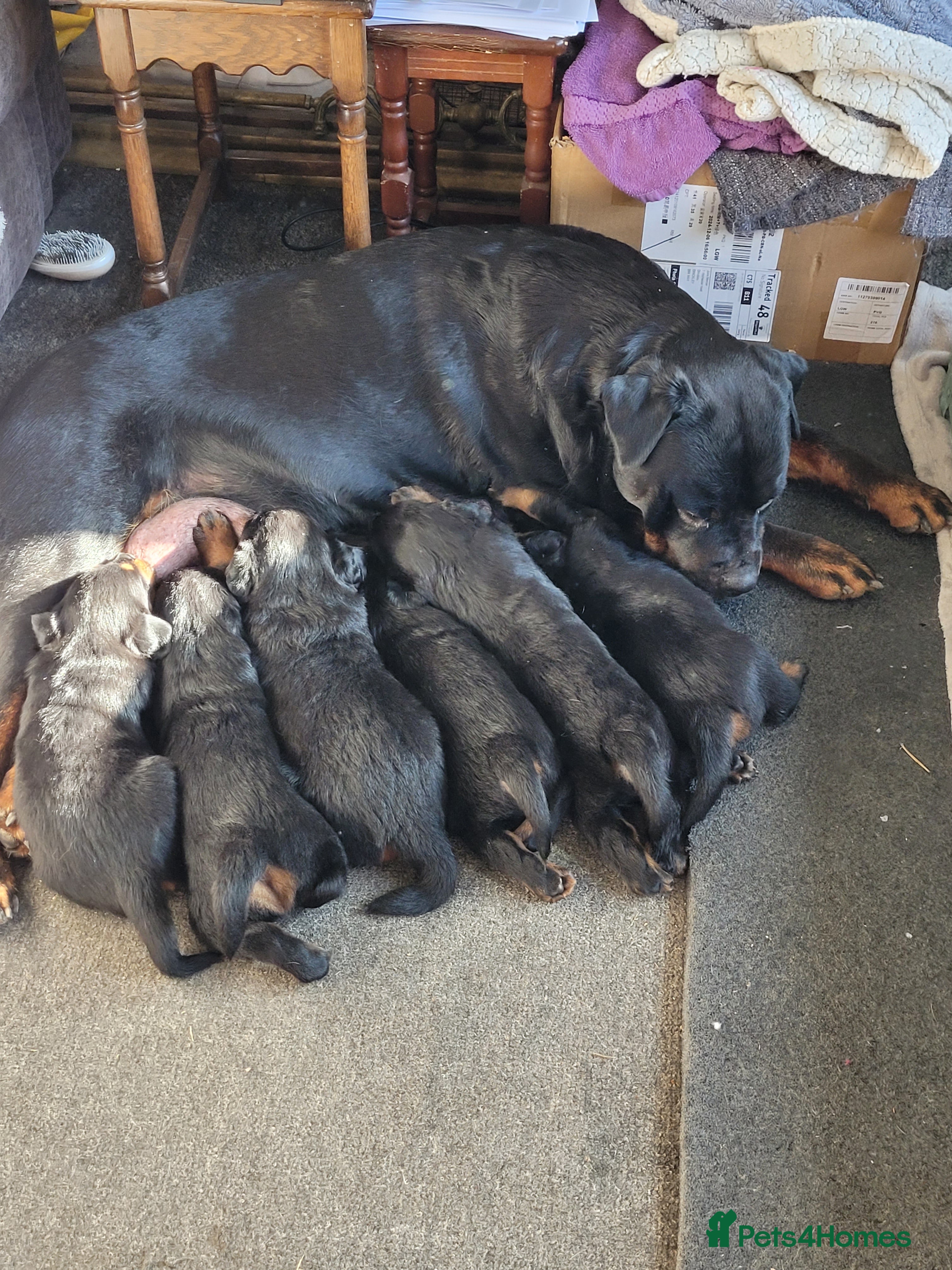 Rottweiler dogs Rottweiler puppies - Advert 16