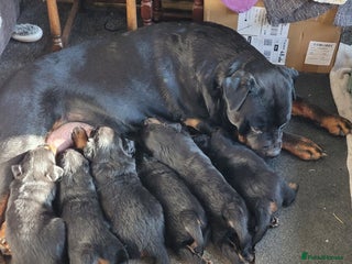 Rottweiler dogs Rottweiler puppies - Advert 1