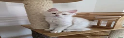Maine Coon cats for sale: Three beautiful Maine Coon kittens - Advert 13