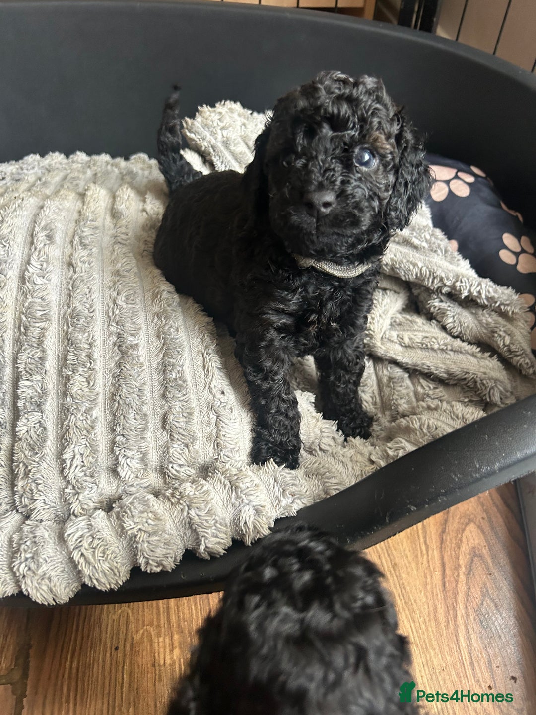Cockapoo dogs for sale: F1b Cockapoo  - Image 15