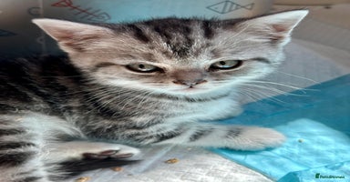 British Shorthair cats - Advert 10