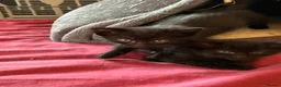 Mixed Breed cats for sale: Two little sisters - Advert 5