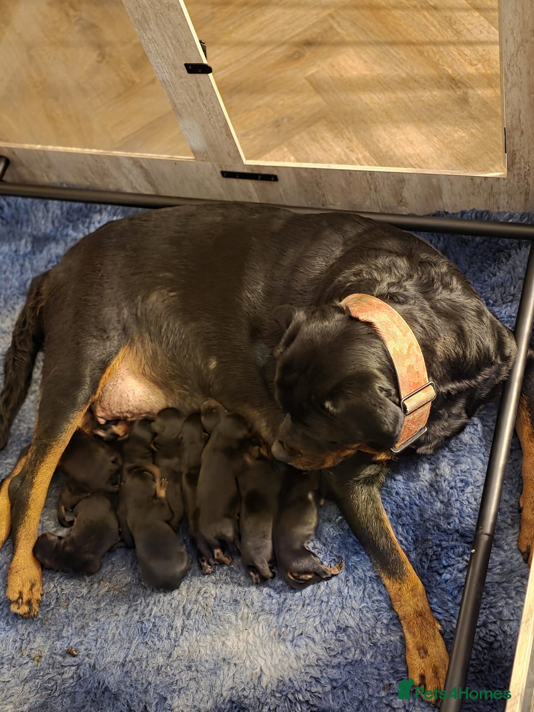 Rottweiler dogs for sale: Stunning KC REGISTERED chunky rottweiler  - Advert 4
