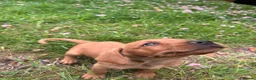 Mixed Breed dogs for sale: 8 beautiful red Vizslador puppies vizsla Labrador  in Ipswich - Advert 12