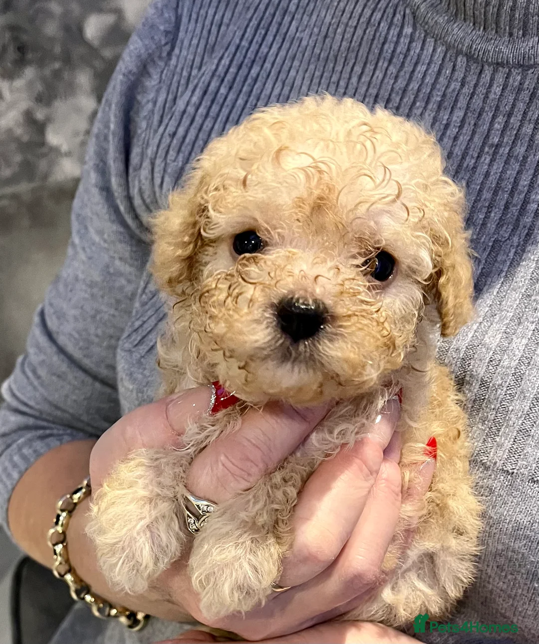 Maltipoo dogs for sale: Miniature maltipoo puppies - Advert 7