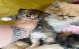 Mixed Breed cats for sale: Health Tested Perdolls - Image 3