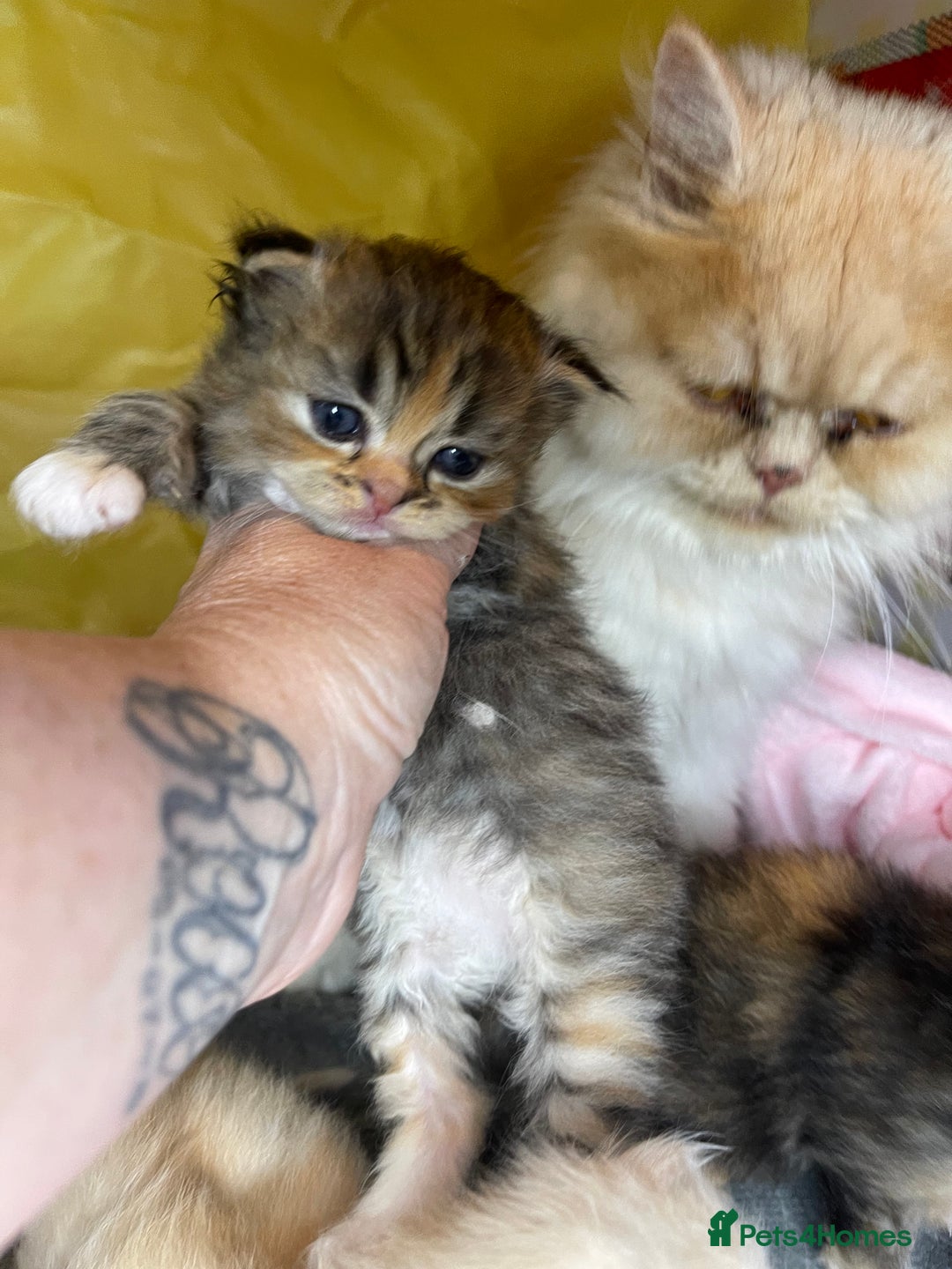 Mixed Breed cats for sale: Health Tested Perdolls - Image 3