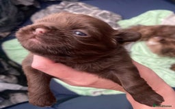 Shih Tzu dogs for sale: Amazing stunnin choc shihzu puppies ready to leave - Image 4
